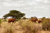 Słonie czerwone na sawannie na safari w Kenii w Parku Narodowym Tsavo