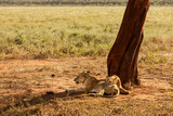 Fototapeta Sawanna - Lwice lwy na sawannie w Kenii w Parku Narodowym Tsavo