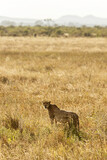 Spłoszony gepard gotowy do ucieczki na sawannie na safari w Kenii w Parku Narodowym Tsavo