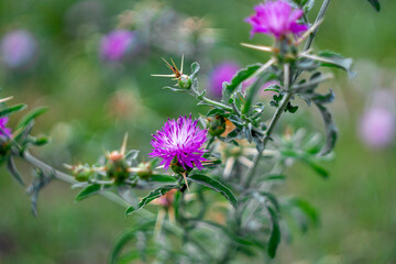 Wall Mural - Blooming Purple starthistle on a branch with buds and spines. Blurred green background. Centaurea calcitrapa