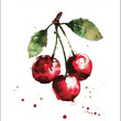 cherries watercolor painting