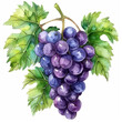 grapes watercolor illustration 
