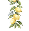 lemons on a branch watercolor
