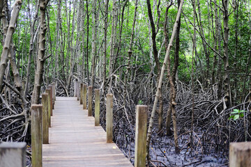  Wooden bridge walkway in Cock plants or Crabapple Mangrove of Mangrove Forest in tropical rain forest of Thailand