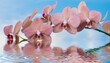 © Sawyer - pink orchids with water reflexion