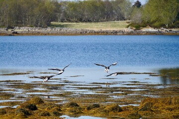 Sticker - Group of gray geese flying over the water of Staurnesvaagen bay, near Rangoeya, Norway