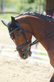 Fototapeta Konie - Closeup of a horse portrait during competition training