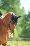 Fototapeta Konie - Closeup of a horse portrait during competition training