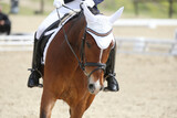 Fototapeta Konie - Closeup of a horse portrait during competition training