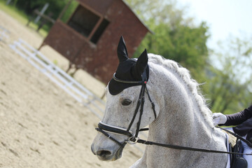 Closeup of a horse portrait during competition training