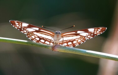 Wall Mural - Closeup image of a butterfly sitting on a green leaf in a bright sunny day