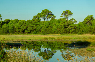 Wall Mural - lake in the forest