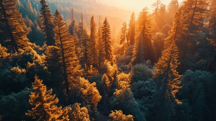 Wall Mural - Generative AI Aerial view of ancient forest, warm sunset tones, towering trees, detailed drone-captured Sequoia Park dusk