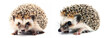 Hedgehog on white background. Generative ai design concept art.