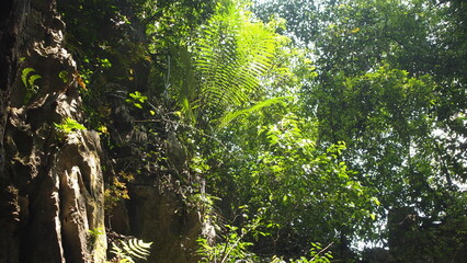 A surface side of a limestone mountain with greenery growing on top of the surface; nature photography; 