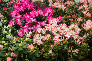 Wall Mural - Azalea - Acelya is the name given to some plant species of the rhododendron (Rhododendron) genus of the Ericaceae family.