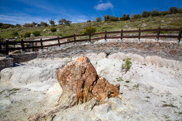 Wall Mural - A fossilized tree trunk from the UNESCO Geopark 