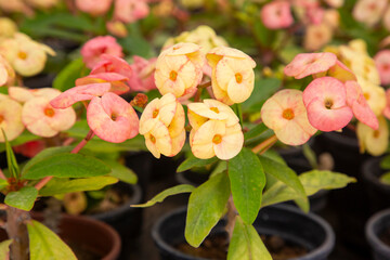 Canvas Print - Euphorbia milii is one of over 2000 species of the genus Euphorbia. The original species was named E. milii variety splendens E.splendens.