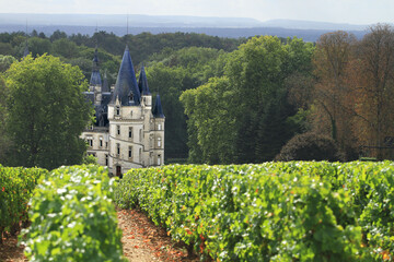 Vignes de Pouilly sur Loire