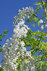 Wall Mural - White wisteria flowers. Fabaceae deciduous vine. Flowering period is from April to May.