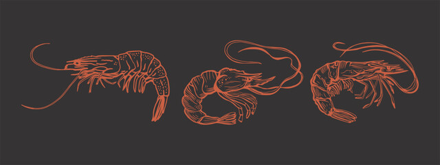 Wall Mural - Hand drawn isolated vector set of shrimps and prawns. Shrimps and langoustines on a dark background.. Seafood, food vintage illustration.