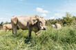 Tan Cow Grazing in a Lush Green Field Under a Clear Blue Sky