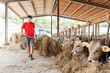 Young Farmer Tending to Cattle by Feeding Hay Inside a Rustic Barn