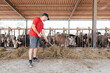 Young Farmer Tending to His Cattle in a Barn During Morning Feeding Routine