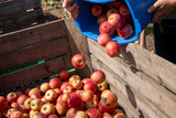Fototapeta  - Apfelernte in der Pfalz