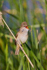 Sticker - (Acrocephalus arundinaceus) standing on a reed near a lake.