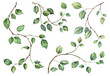 © Daria Doroshchuk - Detailed realistic green ivy leaves on twigs isolated on white background. Watercolor hand painted botany. Green stem set