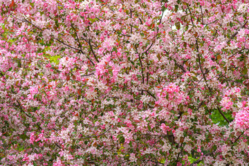 Poster - Blooming apple orchard. Pink apple tree flowers.