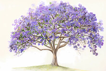 Jacaranda (Jacaranda Mimosifolia) (Colored Pencil) - South America - Vibrant Purple-blue Flowers, Creating A Breathtaking Display When In Bloom 