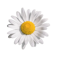 Wall Mural - Single Daisy Flower