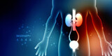 Fototapeta Przestrzenne - 2d rendering human healthy kidneys