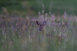 Young male deer between the high grass during dawn