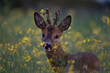 Portrait of a young male roe deer in tall grass during dawn