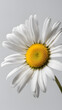 A close-up daisy with blurred background, daisy wallpaper, daisy