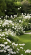 A garden filled with white flowers, roses, lilies, and daisies, creating a serene and peaceful, Flower garden background
