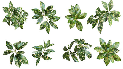 Wall Mural - Realistic Schefflera Plant Isolated on Transparent Background for Interior Design Projects and Botanical Art, 3D Digital Illustration for Web and Print