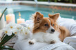 Adorable dog lounges luxuriously beside a tranquil pool, surrounded by candles and orchids, enjoying the ultimate pet pampering experience