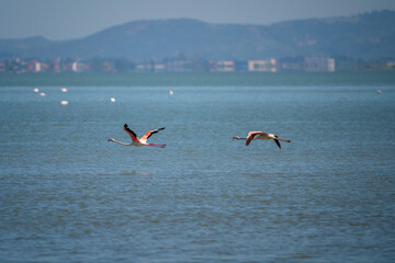 Captivating Flamingo Ballet in Albanian Lagoons