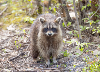 Wall Mural - Raccoon walking along a path in the woods in springtime in Canada