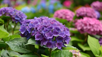 Wall Mural - Vibrant hydrangea flowers in full bloom, lush purple and pink hues. Nature's beauty showcased in a blossoming garden. Perfect for spring and summer designs. AI