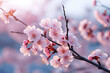 Cherry blossom in spring time with soft focus and bokeh