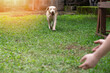 Portrait of labrador dog with ball