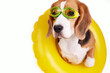 A beagle dog wearing swimming goggles and an inflatable floating circle on a white isolated background. Summer holidays. 