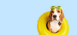 Beagle dog in an inflatable floating circle on a blue isolated background. Summer holidays. Banner.