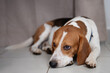 Sad beagle dog lay on floor