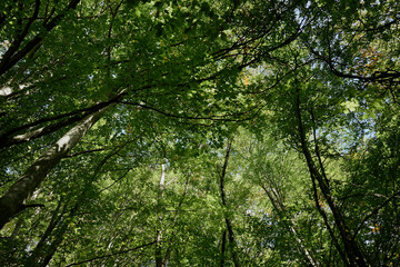 Canvas Print - Tranquil Forest Canopy with Blue Sky Background Nature, Beauty, Serenity, Relaxation, Outdoors, Peaceful, Scenic View